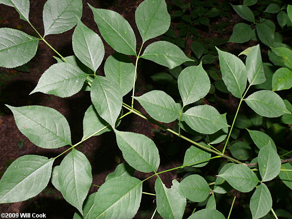 American Bladdernut (Staphylea trifolia)