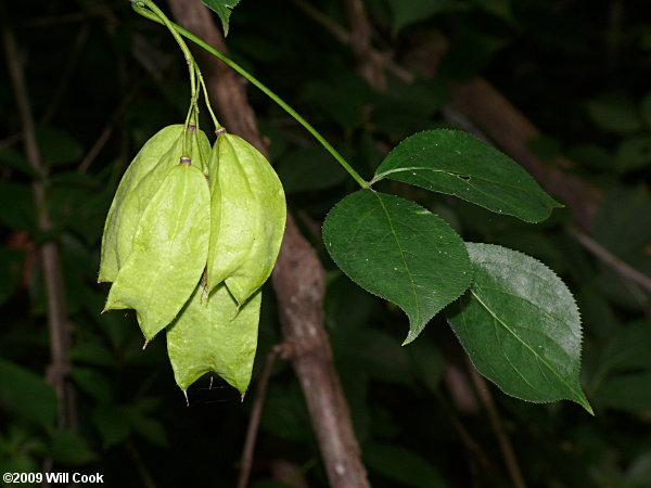 American Bladdernut (Staphylea trifolia)