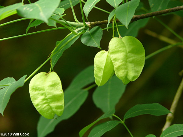 American Bladdernut (Staphylea trifolia)