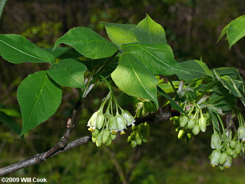 American Bladdernut (Staphylea trifolia)