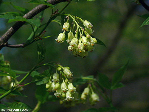 American Bladdernut (Staphylea trifolia)