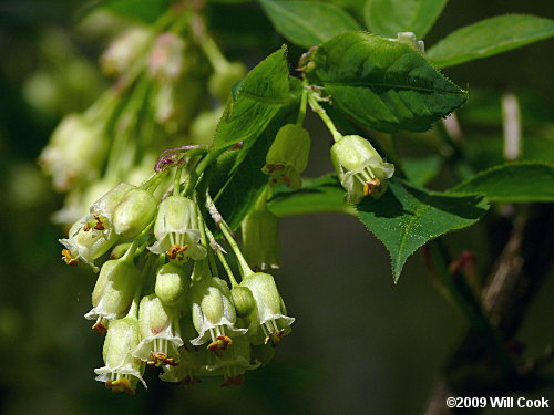 American Bladdernut (Staphylea trifolia)