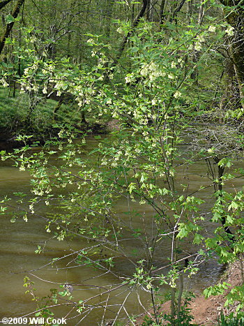 American Bladdernut (Staphylea trifolia)