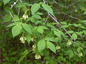 American Bladdernut (Staphylea trifolia)