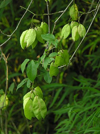 American Bladdernut (Staphylea trifolia)