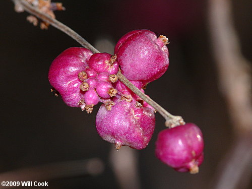 Coralberry (Symphoricarpos orbiculatus)