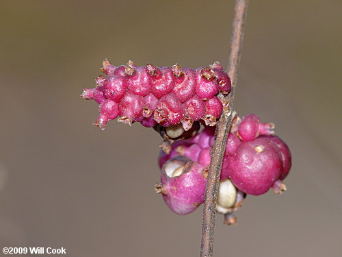 Coralberry (Symphoricarpos orbiculatus)