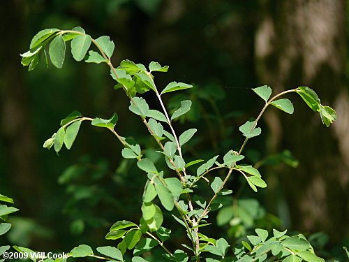 Coralberry (Symphoricarpos orbiculatus)