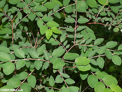 Coralberry (Symphoricarpos orbiculatus)