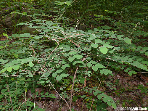 Coralberry (Symphoricarpos orbiculatus)