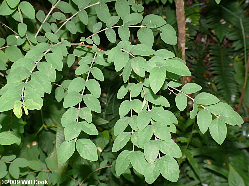 Coralberry (Symphoricarpos orbiculatus) leaves