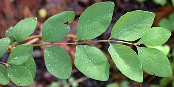 Coralberry (Symphoricarpos orbiculatus)