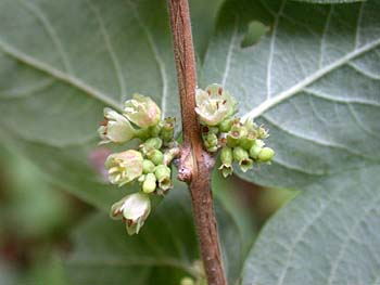 Coralberry (Symphoricarpos orbiculatus)