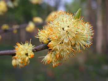 Common Sweetleaf (Symplocos tinctoria)