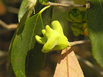 Common Sweetleaf (Symplocos tinctoria)