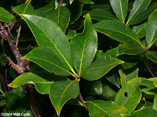 Common Sweetleaf (Symplocos tinctoria)