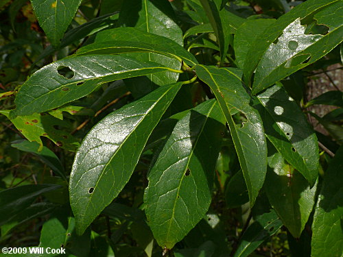 Common Sweetleaf (Symplocos tinctoria)