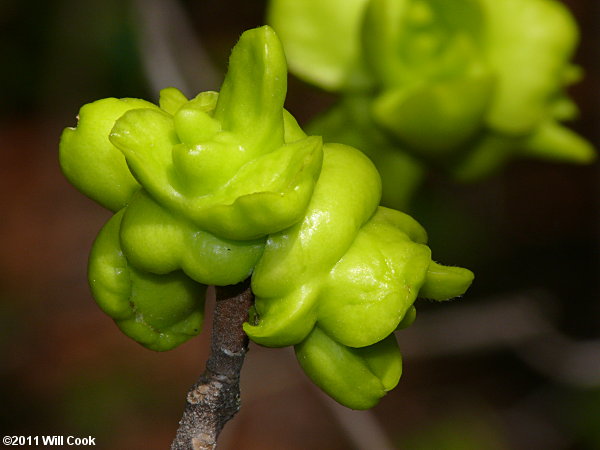 Common Sweetleaf (Symplocos tinctoria), Exobasidium symploci gall