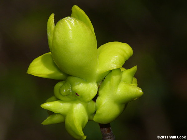 Common Sweetleaf (Symplocos tinctoria), Exobasidium symploci gall