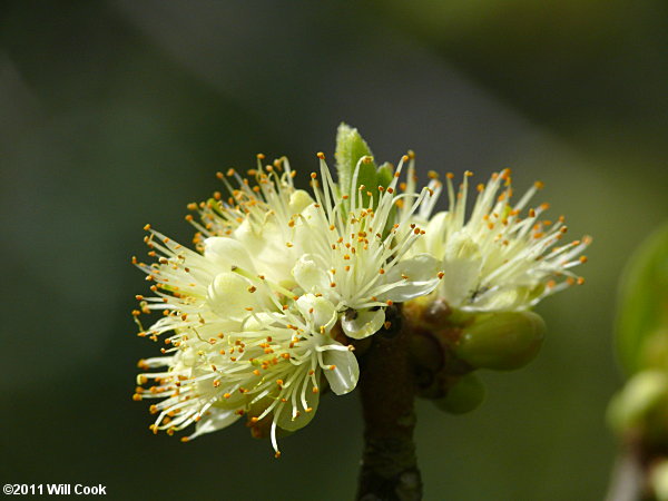 Common Sweetleaf (Symplocos tinctoria)