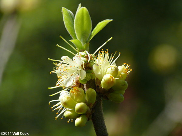 Common Sweetleaf (Symplocos tinctoria)