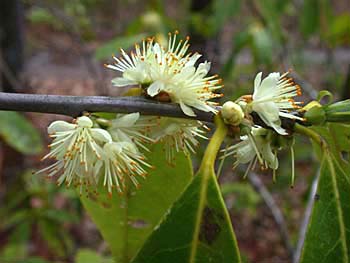 Common Sweetleaf (Symplocos tinctoria)