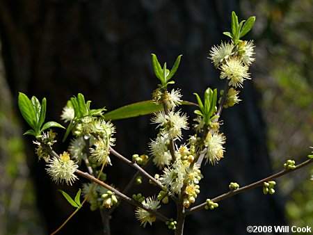 Common Sweetleaf (Symplocos tinctoria)