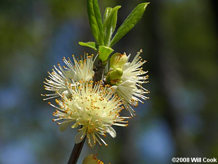 Common Sweetleaf (Symplocos tinctoria)