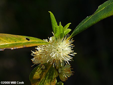 Common Sweetleaf (Symplocos tinctoria)