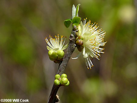 Common Sweetleaf (Symplocos tinctoria)