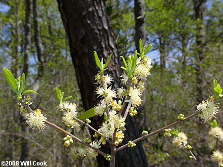 Common Sweetleaf (Symplocos tinctoria)