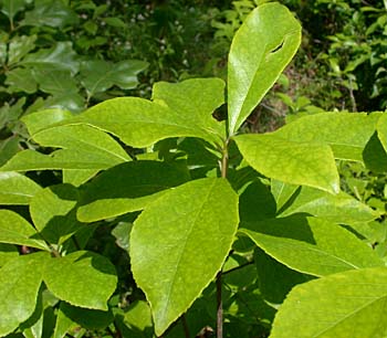 Common Sweetleaf (Symplocos tinctoria)