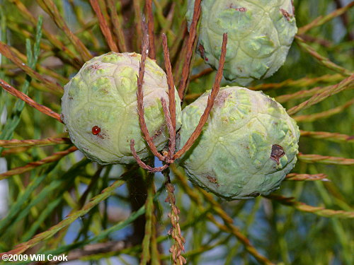 Pondcypress (Taxodium ascendens)