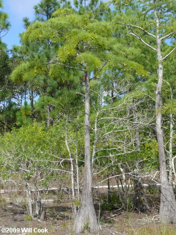 Pondcypress (Taxodium ascendens)