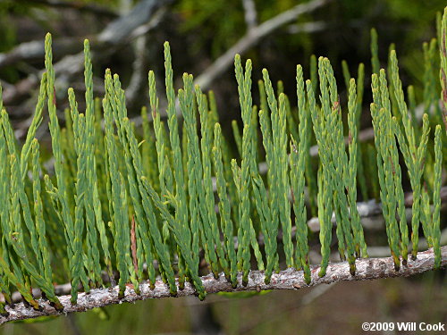 Pondcypress (Taxodium ascendens)