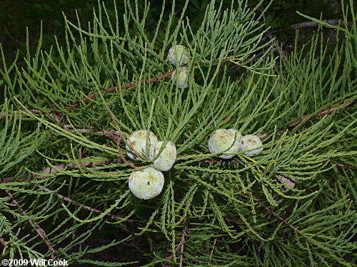 Pondcypress (Taxodium ascendens)