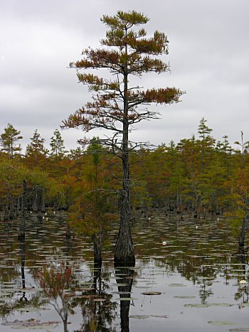 Pondcypress (Taxodium ascendens)