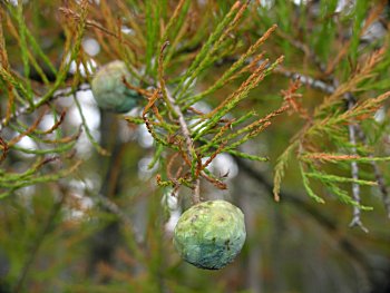 Pondcypress (Taxodium ascendens)