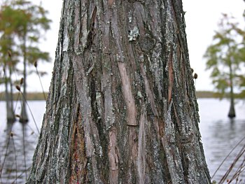 Pondcypress (Taxodium ascendens)