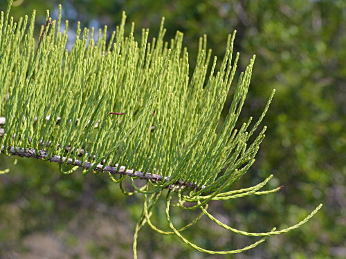 Pondcypress (Taxodium ascendens)