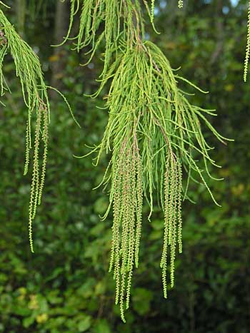 Baldcypress (Taxodium distichum)