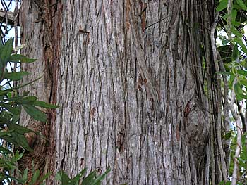 Baldcypress (Taxodium distichum)