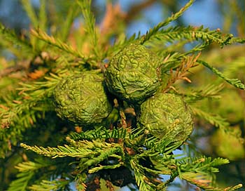 Baldcypress (Taxodium distichum)