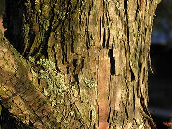 Baldcypress (Taxodium distichum)