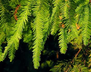 Baldcypress (Taxodium distichum)