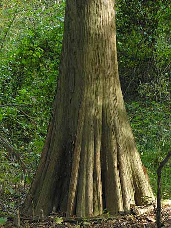 Baldcypress (Taxodium distichum)