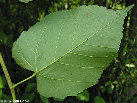 Carolina Basswood (Tilia americana var. caroliniana)