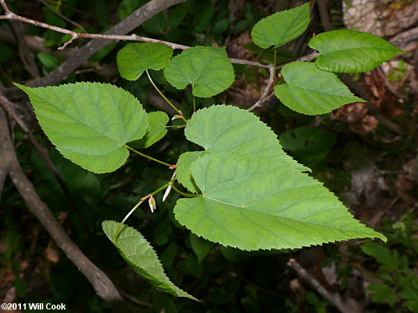 Carolina Basswood (Tilia americana var. caroliniana)