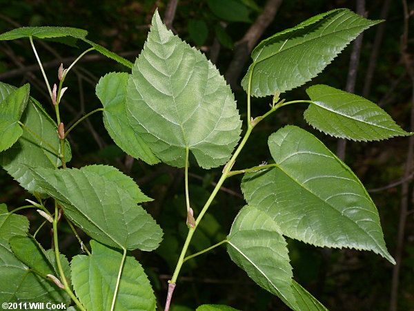 Carolina Basswood (Tilia americana var. caroliniana)