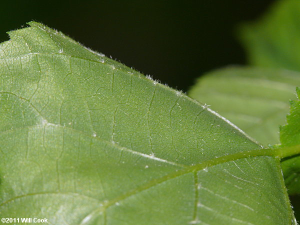 Carolina Basswood (Tilia americana var. caroliniana)